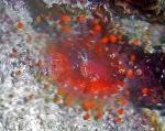 Foto Corallimorph Bola (De Color Naranja Anémona De Bola), rojo seta