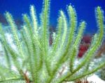 kuva Pterogorgia, vihreä meriviuhkoja
