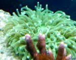 фотографија Large-Tentacled Plate Coral (Anemone Mushroom Coral), зелена 