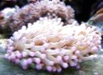 Foto A Gran Tentáculos Placa De Coral (Anémona De Coral De Setas), rosa 