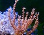 Фото Еуніцея, коричневий морські пера