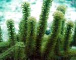 Photo Knobby Tige De La Mer, vert gorgones