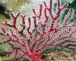 foto Gorgonia, vermelho os fãs do mar