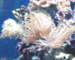 Nuotrauka Nuostabi Sea Anemone, šviesiai mėlynas plukių