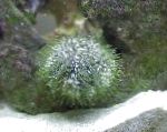 Foto Nålepude Urchin, grå søpindsvin