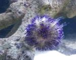 mynd Pincushion Urchin, blár 