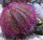 fotografie Dvoubarevných Variant Mořský Ježek (Červená Mořský Ježek), nachový ježovky