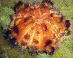 Feuer Urchin