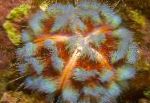 Фото Иглоподушечный морской еж, пестрый морские ежи
