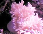 Photo Flat Color Anemone, spotted 