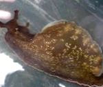 Фото Заяц морской водорослеед, коричневый моллюски