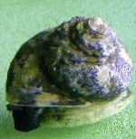 Фото Равлик Турбо, плямистий молюски