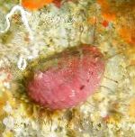 Фото Улитка халиотис, розовый моллюски