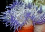 Foto Punane-Base Ülane, läbipaistev anemones