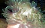 Фото Актиния краснотелая, зеленоватый актинии