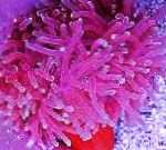 Фото Актиния краснотелая, розовый актинии