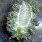 Фото Плиссерованный голожаберник, зеленоватый голожаберные моллюски