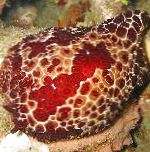 Голожаберный моллюск Коробок