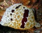 Фото Голожаберный моллюск Коробок, пятнистый голожаберные моллюски