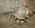 Фото Мурекс, коричневый моллюски