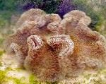 Фото Актиния ковровая гигантская, коричневый актинии