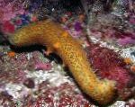 фотографија Sea Cucumber, жут краставци