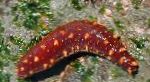 снимка Морски Краставици, червен краставици