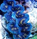 foto Tridacna, blauw kokkels