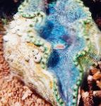 Bilde Tridacna, gjennomsiktig muslinger