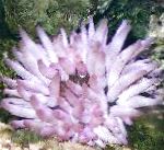 Foto Roosa-Otsaga Ülane, purpurne anemones