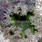 სურათი როკ ყვავილების Anemone, ნაცრისფერი აქტინიები