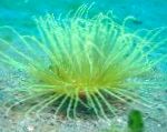 foto Buisanemoon, grijs anemonen