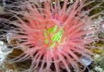 Foto Toru Ülane, punane anemones