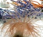 Fil Curly-Cue Anemon, ljusblå anemoner