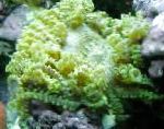 串珠海（极光）海葵