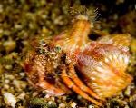 Anemone Pustnic Crab