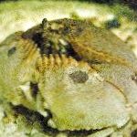 Bilde Calappa, stripete krabber
