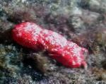 Fil Korall Krabba, röd krabbor