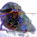Голубоногий трехцветный рак-отшельник