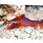 Debelius რიფი Lobster