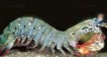 არლეკინი Mantis Shrimp (ზღვის ჩოქელა)
