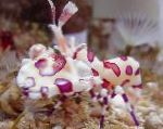 fotografie Harlekýn Krevety, Klaun (Biela Orchidea) Krevety, hnedý skrček