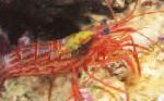 ペパーミントシュリンプ、縞模様のあるエビ