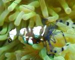 Pacific Clown Anemone Shrimp