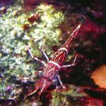 Nuotrauka Pneumatinis Verstuvas (Kupranugaris, Saldainiai, Šokiai, Hingebeak, Durban Vyrių-Snapas) Krevetės, raudonas 