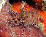 猴子虾，常见的大理石虾
