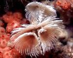 Фото Черв'як Біспіра, білий морські черв'яки
