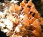 Фото Червь биспира, красный морские черви