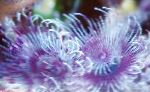 Photo Bispira Sp., purple fan worms