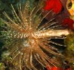 фотографија Giant Fanworm, светло плава фан црви
